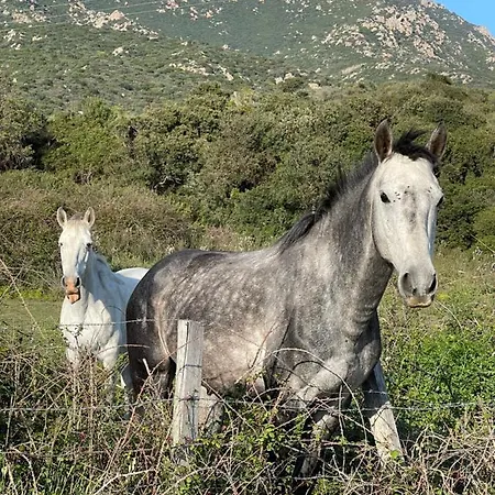 Διαμέρισμα Vue Sanguinaires Avec Terrasse