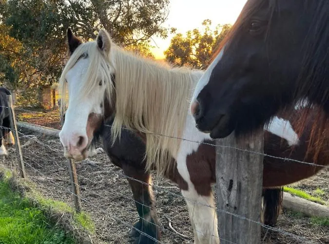 Vue Sanguinaires Avec Terrasse Apartment