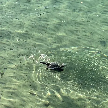 شقة Superbe Neuf De Standing أجاكسيو