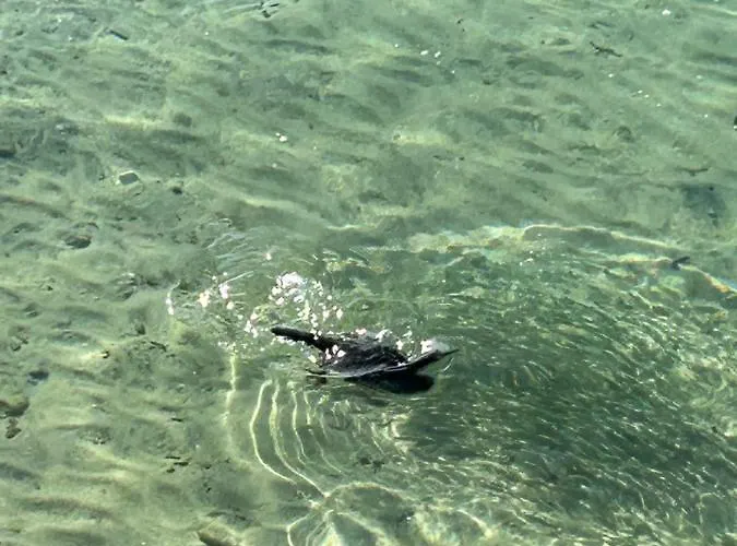 Apartamento Superbe Neuf De Standing Ajaccio (Corsica)